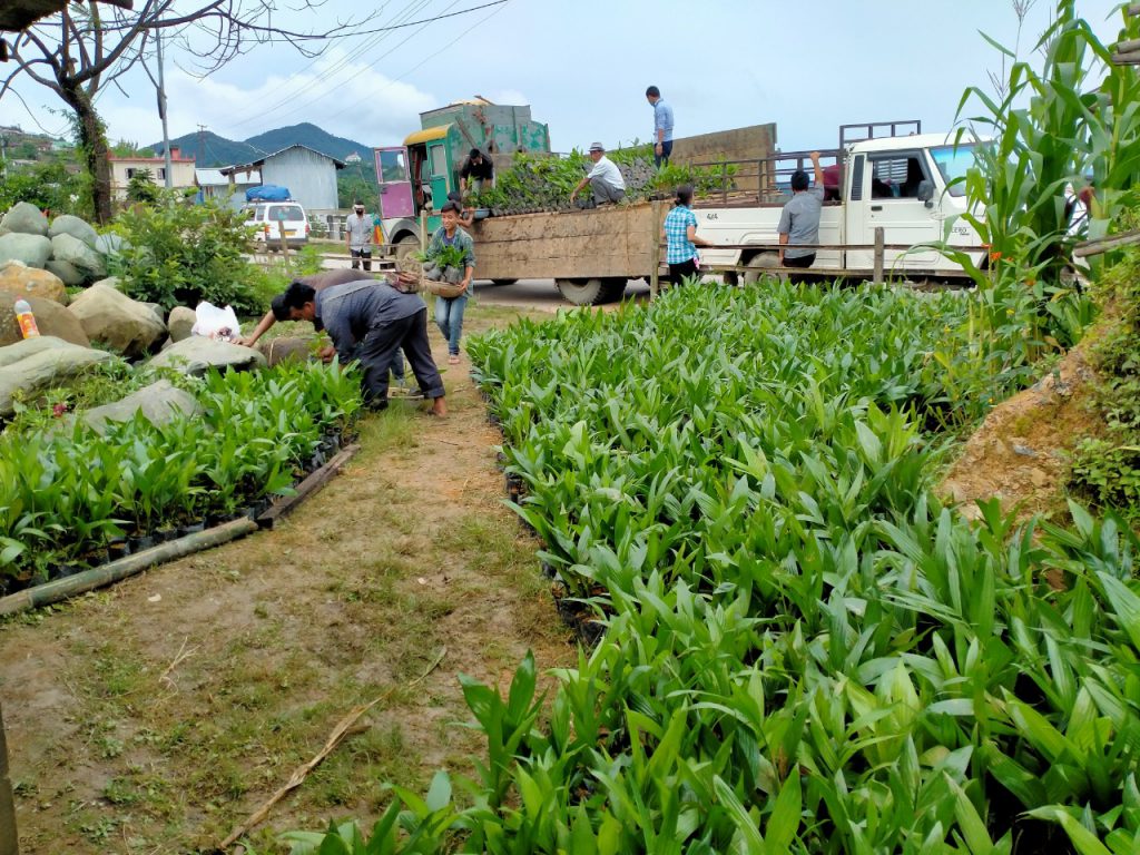 Distribution of aracanut saplings at Kohima