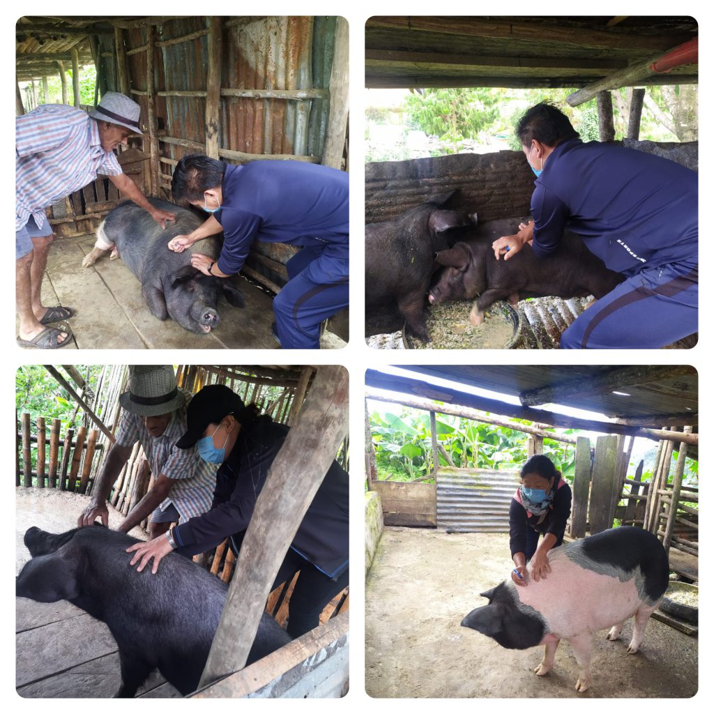 On report of outbreak of disease in pigs at Sukhalu village. FOCUS-IFAD Zunheboto has coordinated with District department of AH&Veterinary Services for vaccination of healthy animals against Classical Swine Fever (CSF) and treatment of sick animals at Sukhalu Village, Zunheboto.  Active participation of CAHW have been reported.