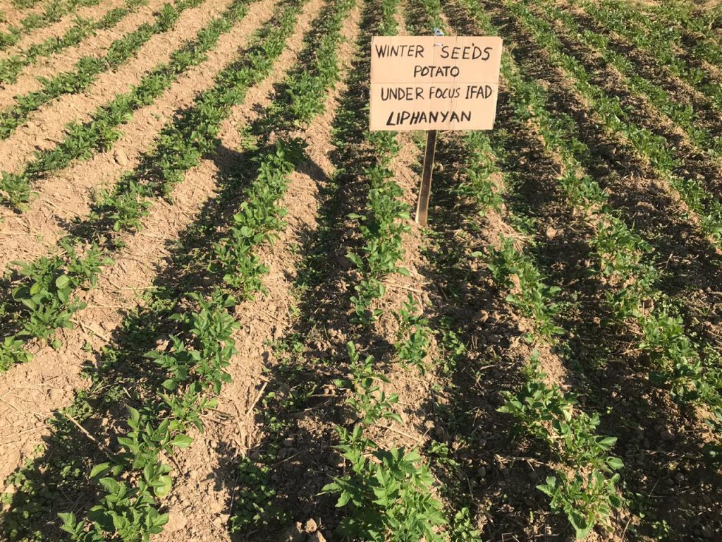 Potato cultivation at Liphanyan village