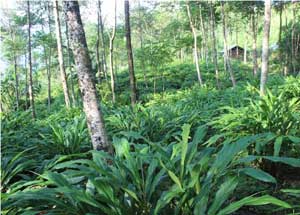 Organic Cultivation of Large Cardamom at Amahator Village, Kiphire