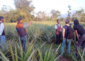 Market survey by the GIZ team, Germany for Naga Pineapple at Molvom village, Dimapur